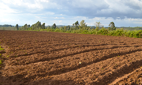 Chiromo fertilizer Acidic soils