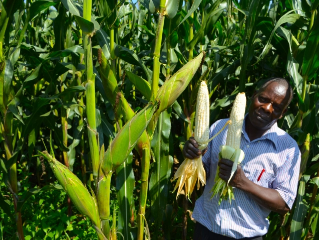 Harvesting 36 bags of maize