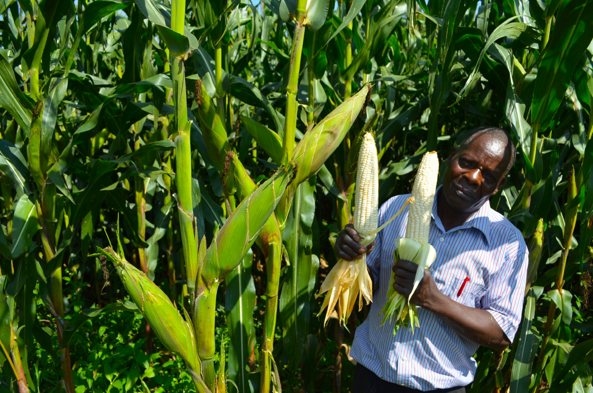 How I Harvested 36 Bags of Maize from 1 Acre