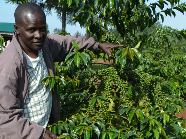 Best fertilizer for coffee in Kenya, Uganda and East Africa