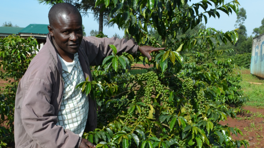 Best fertilizer for coffee in Kenya, Uganda and East Africa