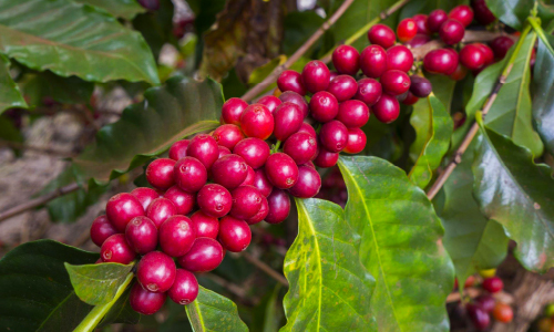 best coffee fertilizer in Kenya, Uganda and East Africa