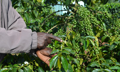 CalciGrow applied on coffee