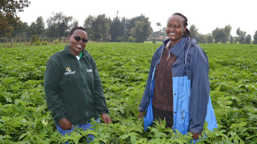Best fertilizer for potatoes in Kenya, Uganda and East Africa
