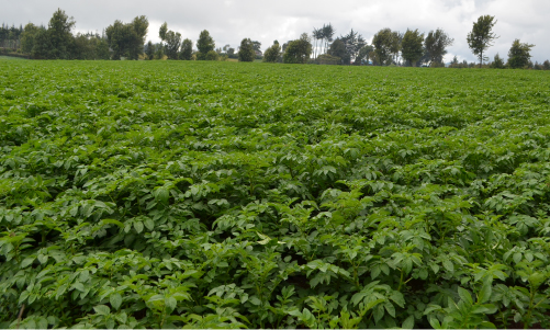Best fertilizer for potatoes in Kenya
