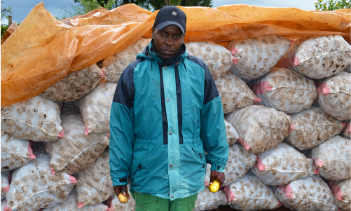 Best potato fertilizer in Uganda and East Africa