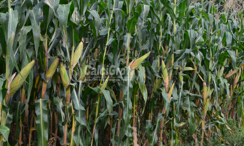 How I Transformed My Maize Farm with CalciGrow