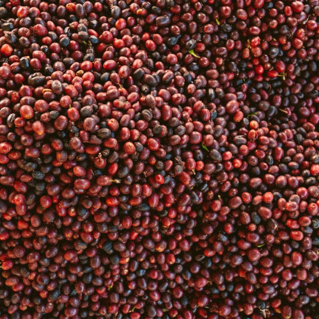 Two Good Seasons of Coffee Won’t Be Enough Without Better Soils