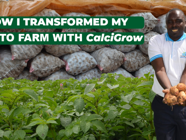 How-i-transformed-my-potato-yields-with-CalciGrow