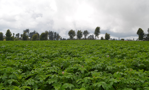 How i transformed my potato yields with CalciGrow
